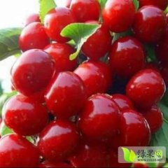 山东肥城早红宝石本地樱桃种植面积千亩