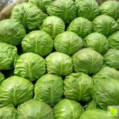 陕西华县中甘21甘蓝集中上市中