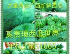 2016广西麒麟西瓜、大花瓜热销中奚贵璋诚实代办