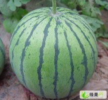 京欣西瓜圖一