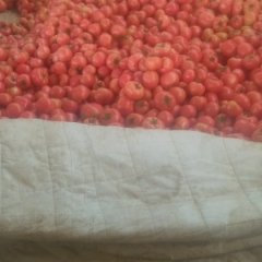 青州大量赵先生4月硬粉西红柿