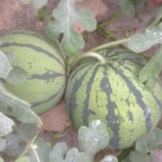 东台西瓜产销两旺新曹李杰诚信合作