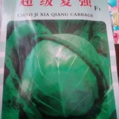 山西陵川卷心菜甘蓝随行就市