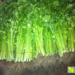 铜山黄集杜偏偏2月皇妃芹菜