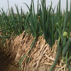 山东平邑长白大葱香甜可口