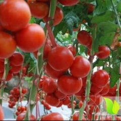 三原甘蓝，白菜，西兰花