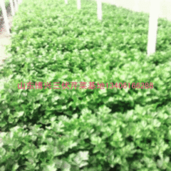 博兴博昌山东万亩芹菜即将上市