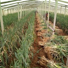 山东安丘铁杆大葱品质优良