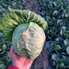 郯城红花小马4月中甘21甘蓝