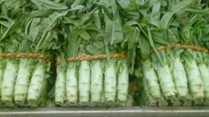 鲁南最大的露天蔬菜种植基地