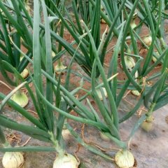 新野洋葱逐渐升温沙堰胡冰诚信合作