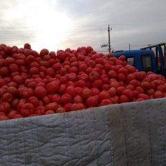 昌黎西红柿聚焦市场,林生林生诚信合作