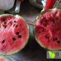 寒亭开元张学东4月早春红玉西瓜