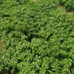 玉田土豆香甜可口虹桥杨宜坤诚信合作