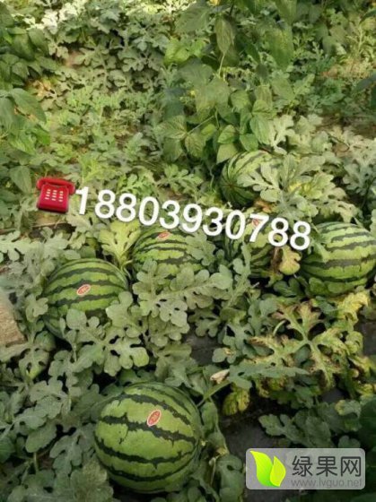 2016年河南南乐鲁青价格