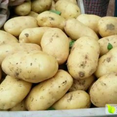 聊城土豆货源充足，张延营专业实力代收