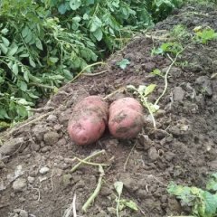 云南昆明寻甸青薯9号质量一级