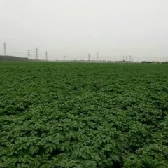 滕州代收土豆，周围土豆一千余亩