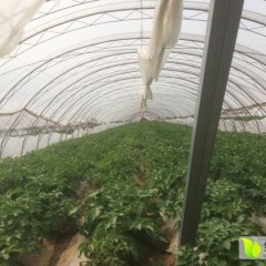 山东泗水中薯系列土豆品质优良