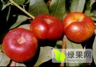 陕西油蟠桃批发价格