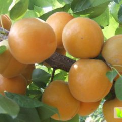 大荔杏子著名品种,两宜周建忠诚信合作