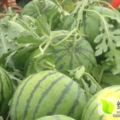 山东泗水京欣西瓜大量上市，值得出手