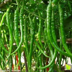 河南睢阳线椒辣椒随行就市