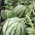 夏邑胡桥陈满想4月麒麟西瓜