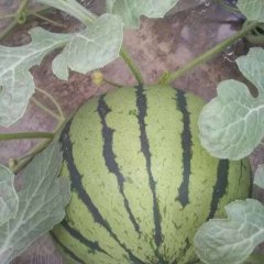 河北阜城京欣西瓜是名优特产