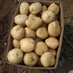 2016偃师土豆走过路过不要错过