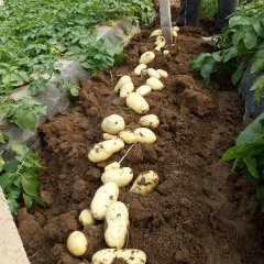 东平土豆名扬天下,沙河窦胜法诚信合作