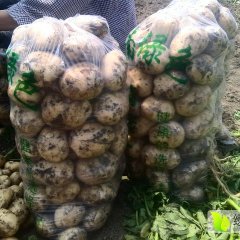 城固土豆二两起步的现在1.5，精品包