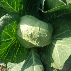 博爱甘蓝结球紧实，单株重约2斤左右