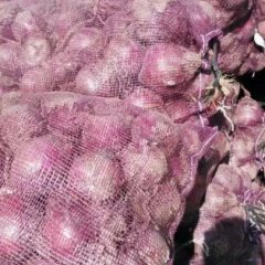 西昌优质红皮洋葱，安宁镇和平村代办：杨卫平