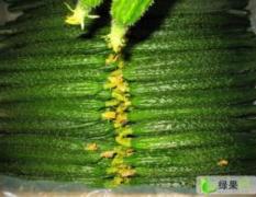 安徽砀山德瑞特721黄瓜著名品种