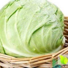 山东金乡卷心菜甘蓝上货量大