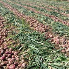 四川西昌红皮洋葱口感爽口