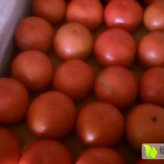 宁夏贺兰欧盾西红柿7月份上市，大量收购需提前