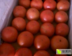 宁夏贺兰欧盾西红柿7月份上市，大量收购需提前