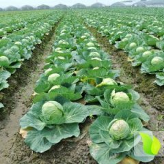 郯城甘蓝价格行情平稳红花孔春雷诚信合作