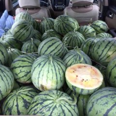 常年收购浙江省内周边各类西瓜