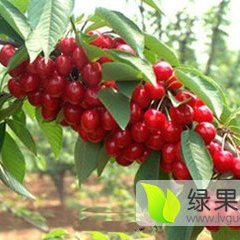 陕西大棚樱桃上市
