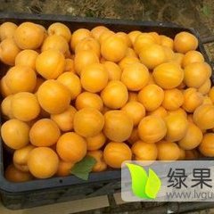 金太阳杏上市