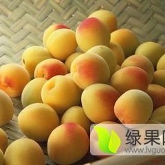 陕西金太阳杏金寿杏种植基地