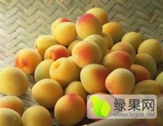 陕西金太阳杏金寿杏种植基地