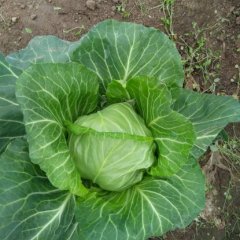 2016郯城甘蓝走过路过不要错过