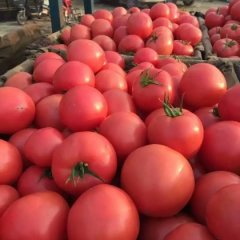 2016莘县西红柿质量更上一层楼