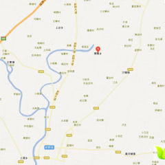 河南省新野县樊集乡邓伟云黄皮洋葱即将大量上