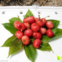 大荔范家李吉红4月红灯樱桃