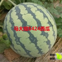 云南弥勒8424西瓜开卖